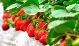 草莓 精彩爆料视频大全,精彩爆料视频大盘点